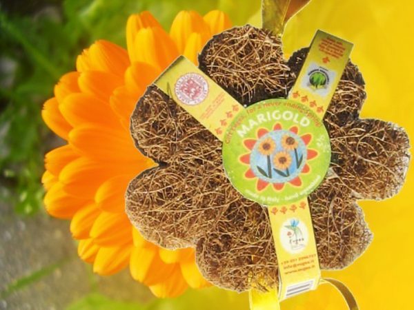 Coco Spring Gialla Calendula