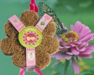 Coco Spring Rosa Zinnia