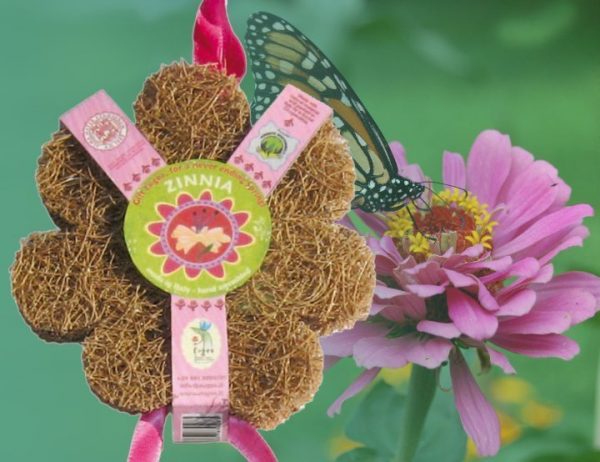 Coco Spring Rosa Zinnia
