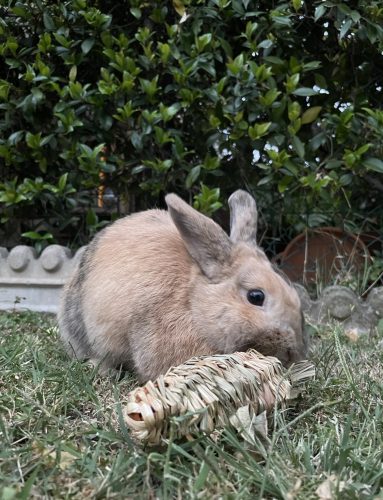Grassy Carrot photo review