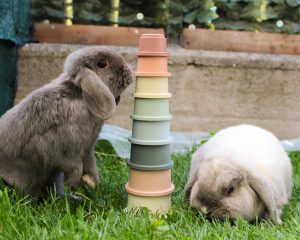 Stacking Cups Toy
