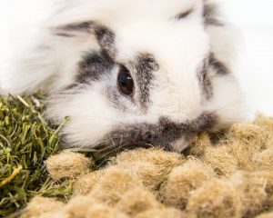 Jouets naturels