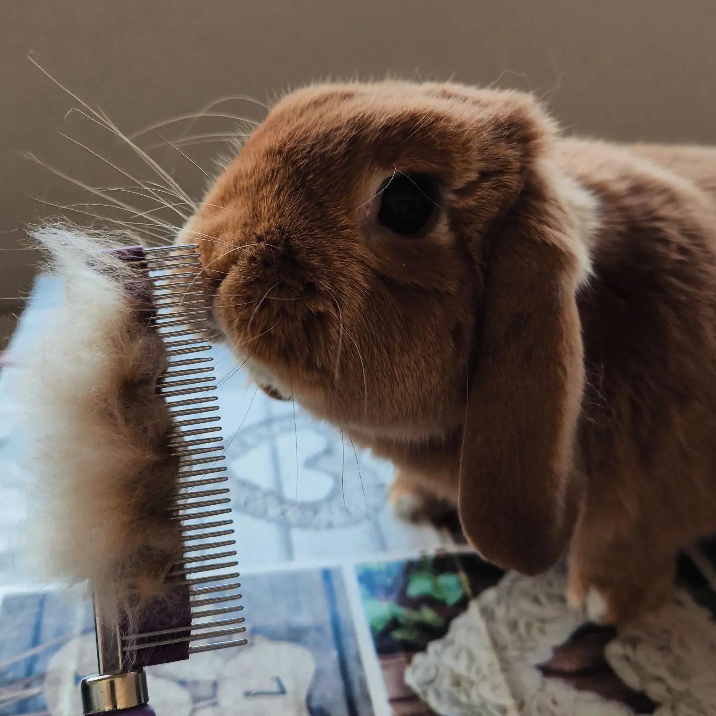Peigne HairBuster photo review