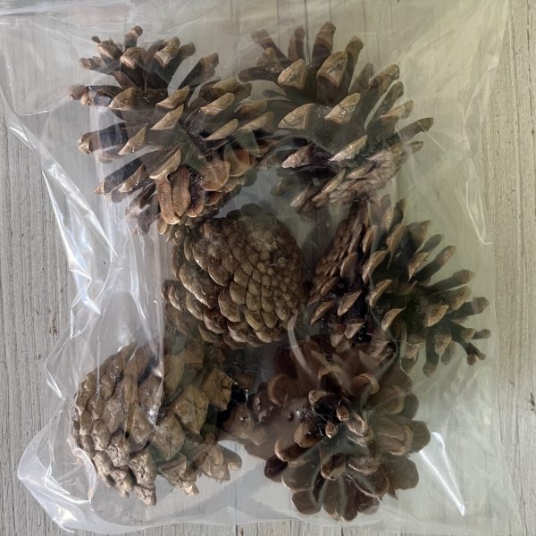 Pine Cones - Image 2